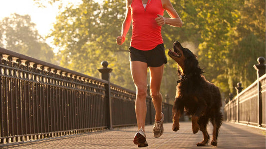 Running With Your Dog: Everything You Need To Know